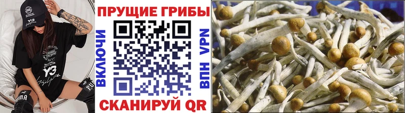 Псилоцибиновые грибы Cubensis  Губкинский 